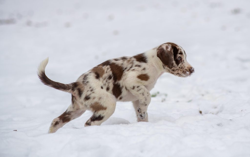 puppy, 6 week old puppy, red merle puppy, spotted puppy, cute puppy, cute, puppy in snow, puppy in winter, cold puppy, harlequin puppy, young dog, pet