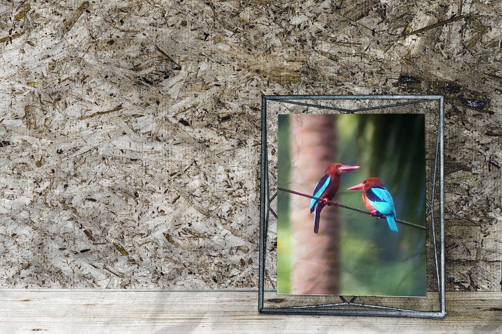 mesh and frame, wall, indoor, decor, frame, picture, wild, bird, brown, breasted, kingfisher, king, fisher, endemic, species, digital, photo, manipulation, artwork, nature, photo frame, wired, brown digital, brown frame, brown king